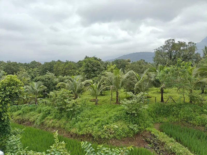 CloudRock Farms 🌳 Lawn & Garden